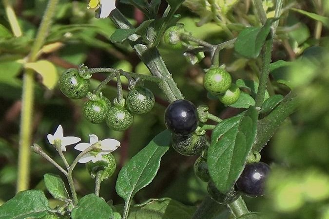 Black Nightshade (Solanum nigrum) - Space Ideas World Types of Lawn Weeds