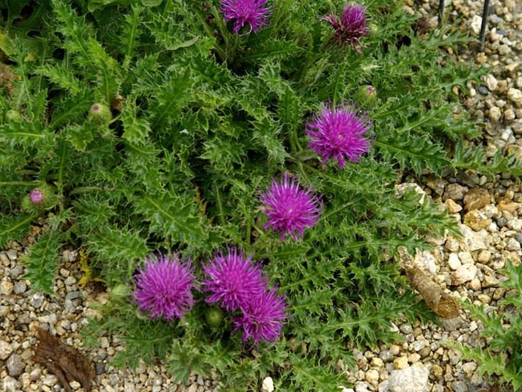 Canada Thistle (Cirsium arvense) - Space Ideas World Types of Lawn Weeds