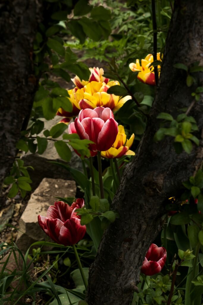 Tulip Tree Flowering - Space Ideas World fast growing trees