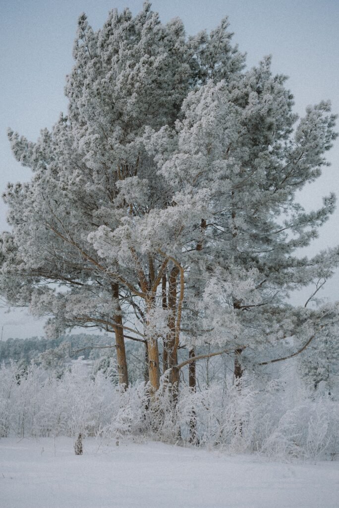 Graceful Eastern White Pine Majesty - Space Ideas World fast growing trees