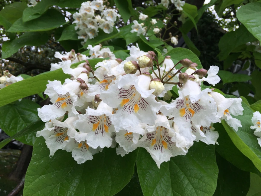 Southern Catalpa Spring Orchid-Like Blooms - Space Ideas World fast growing trees