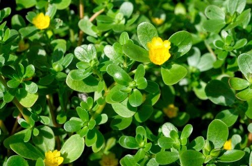 Purslane (Portulaca oleracea) - Space Ideas World Types of Lawn Weeds