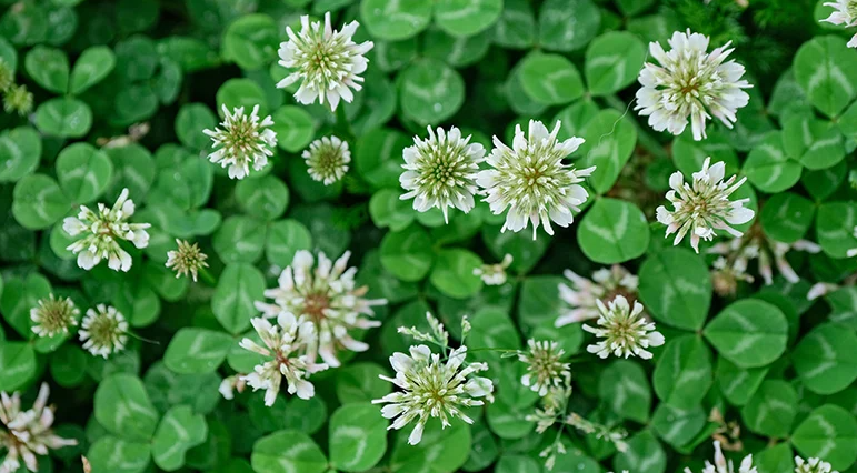 White Clover (Trifolium repens) - Space Ideas World Types of Lawn Weeds