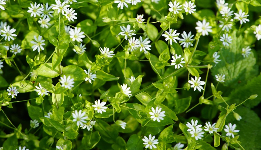 Chickweed (Stellaria media) - Space Ideas World Types of Lawn Weeds