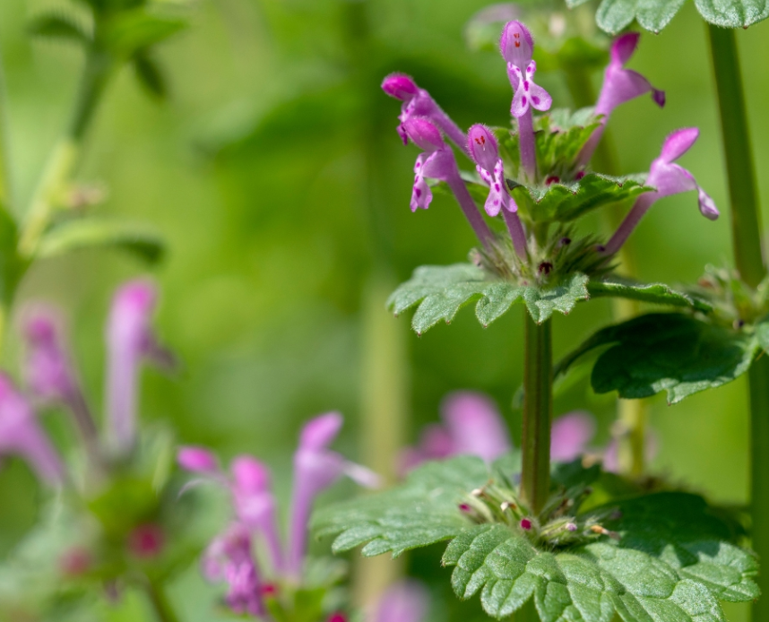 Henbit (Lamium amplexicaule) - Space Ideas World Types of Lawn Weeds