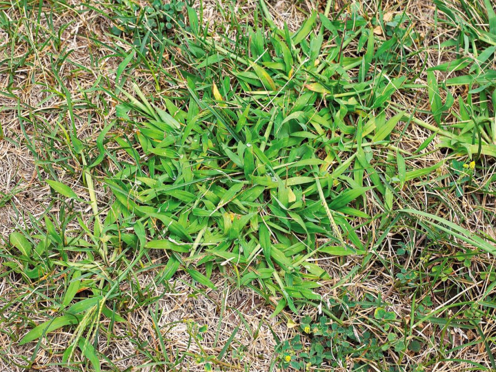 Crabgrass (Digitaria sanguinalis) - Space Ideas World Types of Lawn Weeds