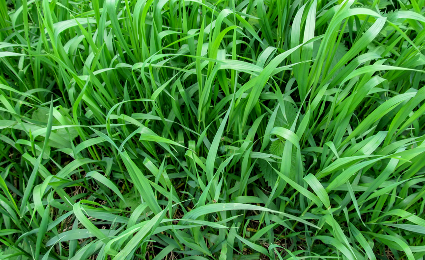 Quack grass (Elymus repens) - Space Ideas World Types of Lawn Weeds