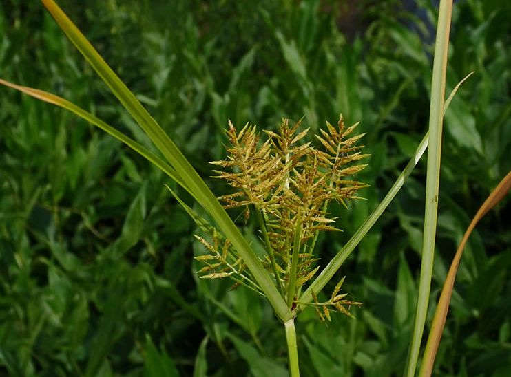 Nutsedge (Cyperus esculentus) - Space Ideas World Types of Lawn Weeds