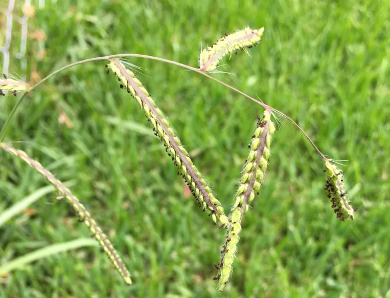 Dallisgrass (Paspalum dilatatum) - Space Ideas World Types of Lawn Weeds
