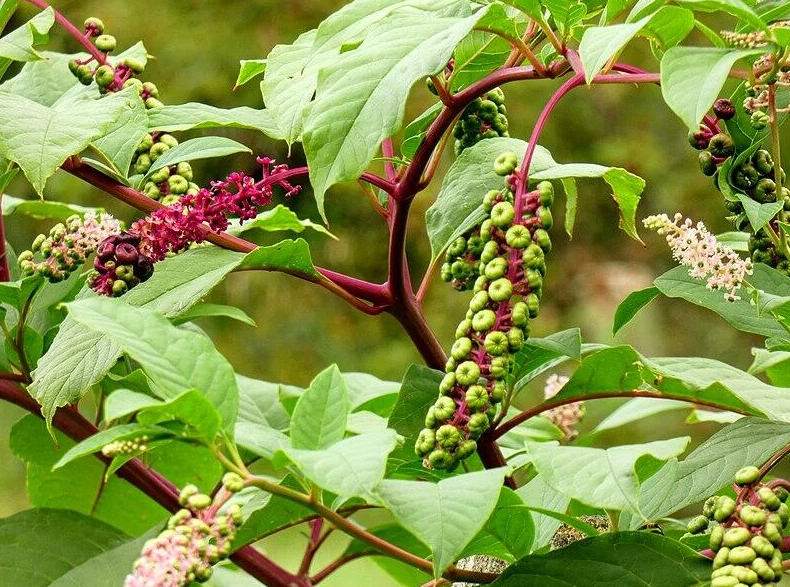 Pokeweed (Phytolacca americana) - Space Ideas World Types of Lawn Weeds