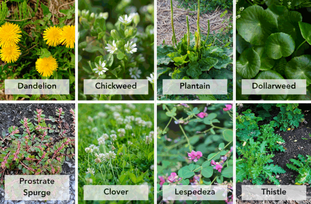 A lawn weeds identification chart - Space Ideas World Types of Lawn Weeds
