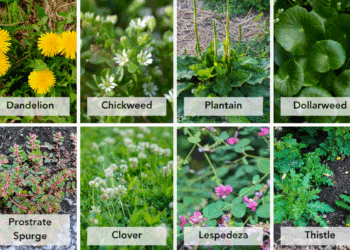 Types of Lawn Weeds