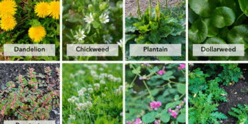 Types of Lawn Weeds