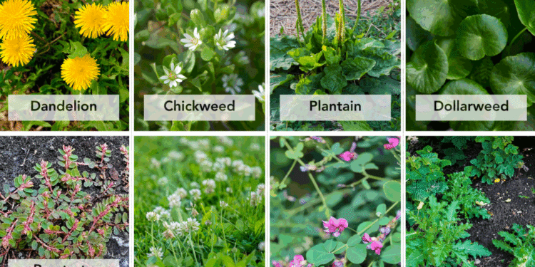 A lawn weeds identification chart - Space Ideas World Types of Lawn Weeds