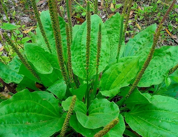 Plantain (Plantago major) - Space Ideas World Types of Lawn Weeds