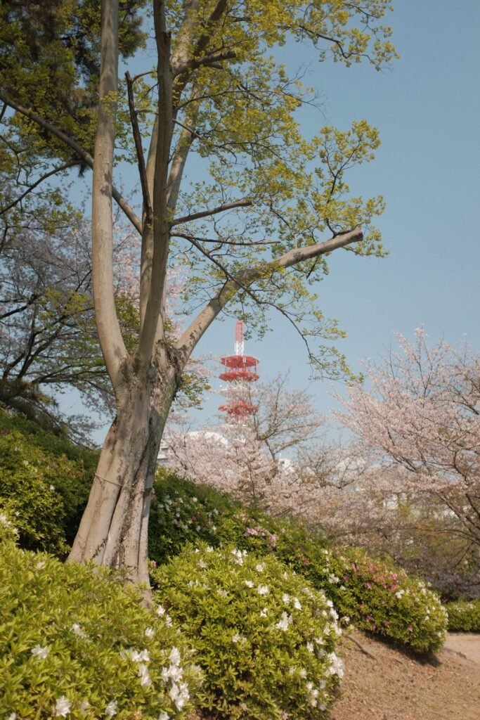 Japanese Pagoda Tree Summer Bloom Spectacular - Space Ideas World fast growing trees