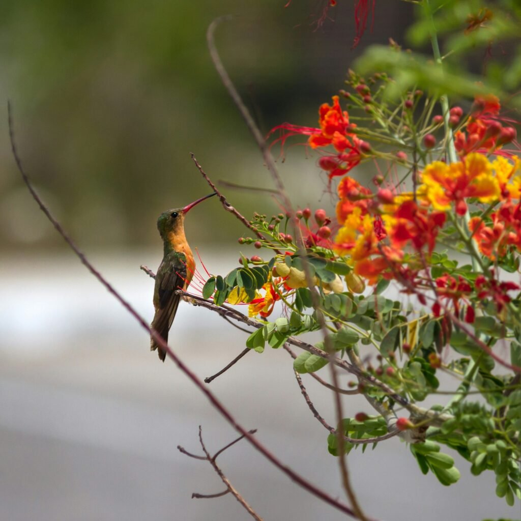 Lemon Bottlebrush in Full Bloom with a Hummingbird - Space Ideas World fast growing trees