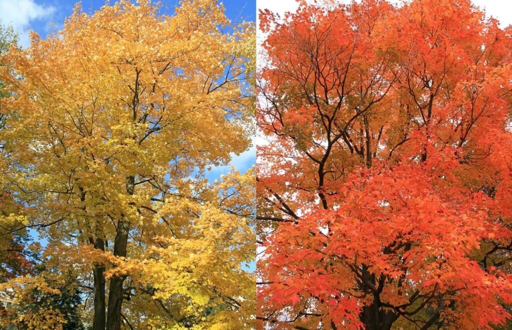 Silver vs Red Maple Seasonal Display A stunning side-by-side comparison photograph - Space Ideas World fast growing trees
