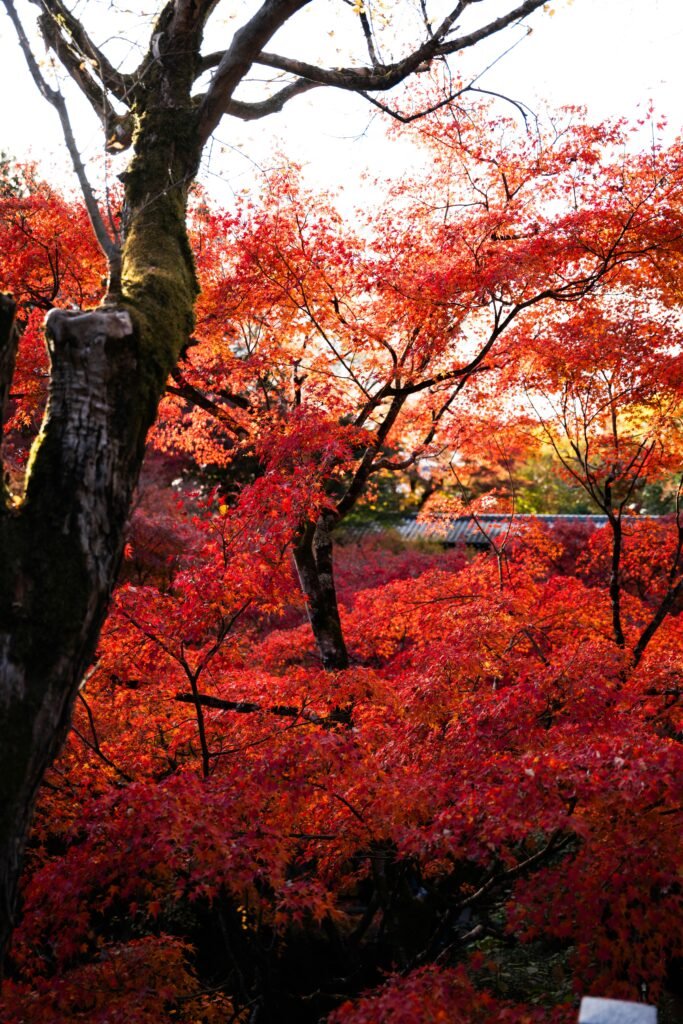 Chinese Tallow Tree Autumn Spectacular A breathtaking autumn scene - Space Ideas World fast growing trees