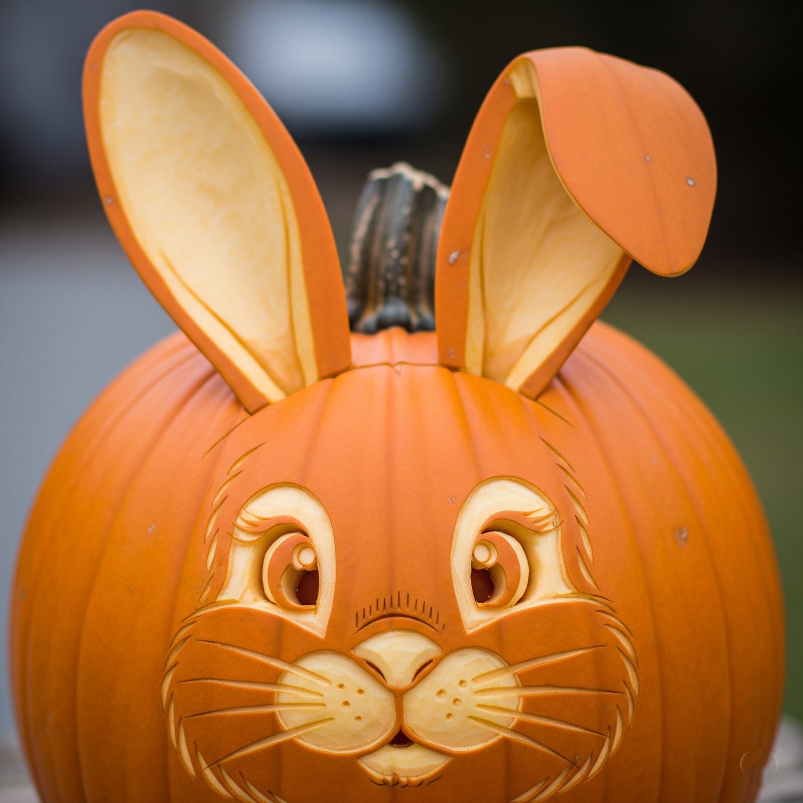 Bunny Rabbits - Space Ideas World Carving Halloween Pumpkin Ideas