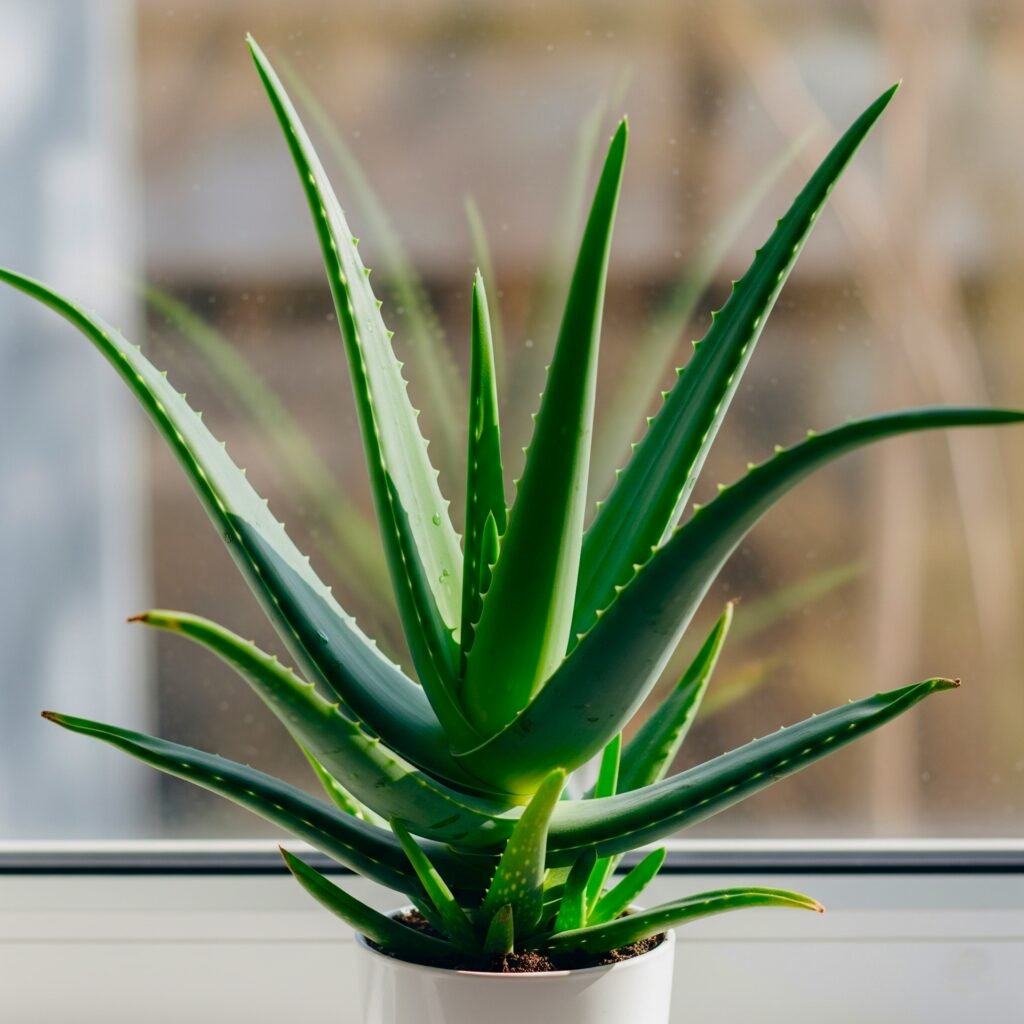 caring for aloe vera