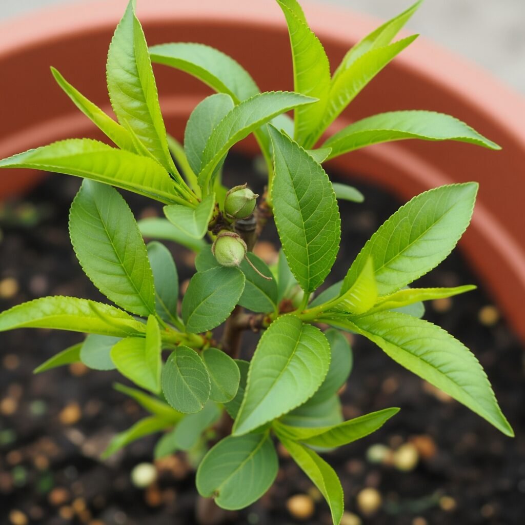 Peach Tree Seed