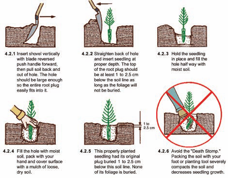 Ornamental Grasses Plants