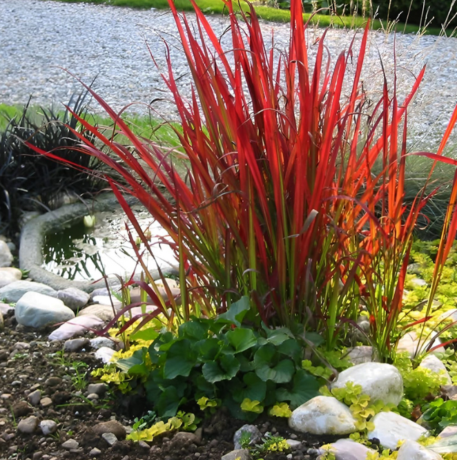 Ornamental Grasses Plants