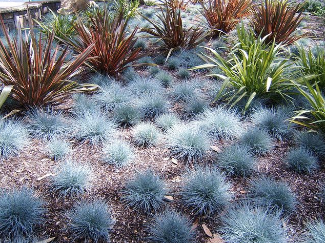 Ornamental Grasses Plants
