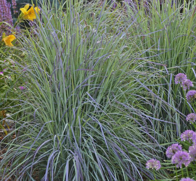 Ornamental Grasses Plants