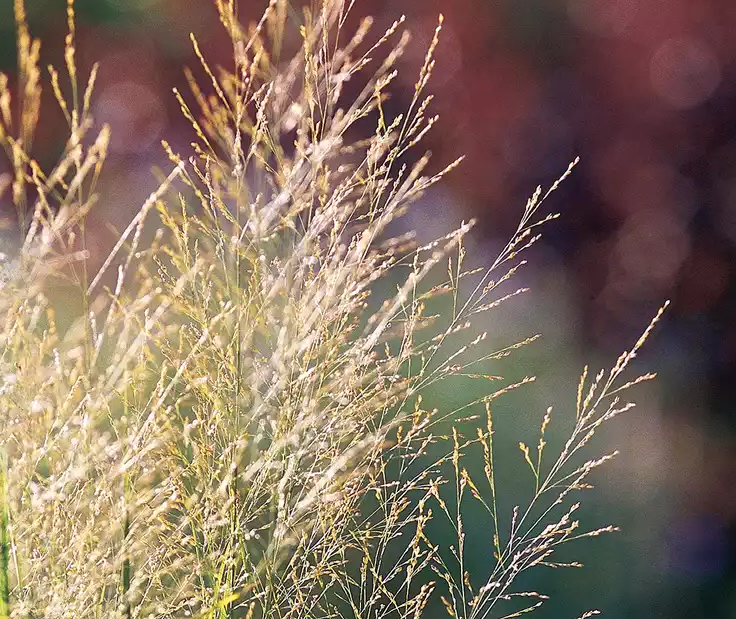Ornamental Grasses Plants