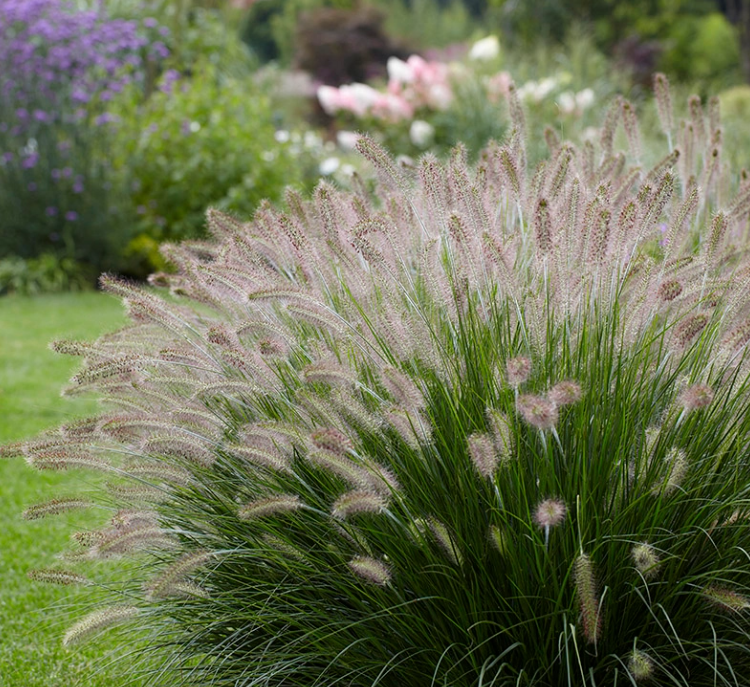 Ornamental Grasses Plants