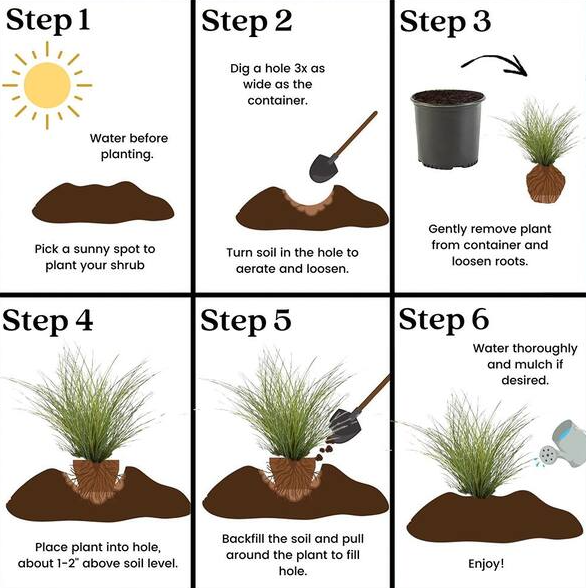 Ornamental Grasses Plants
