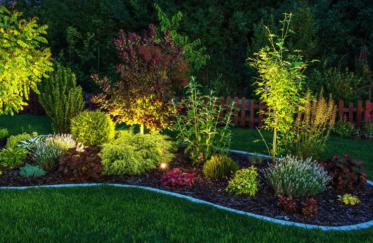 Ornamental Grasses Plants