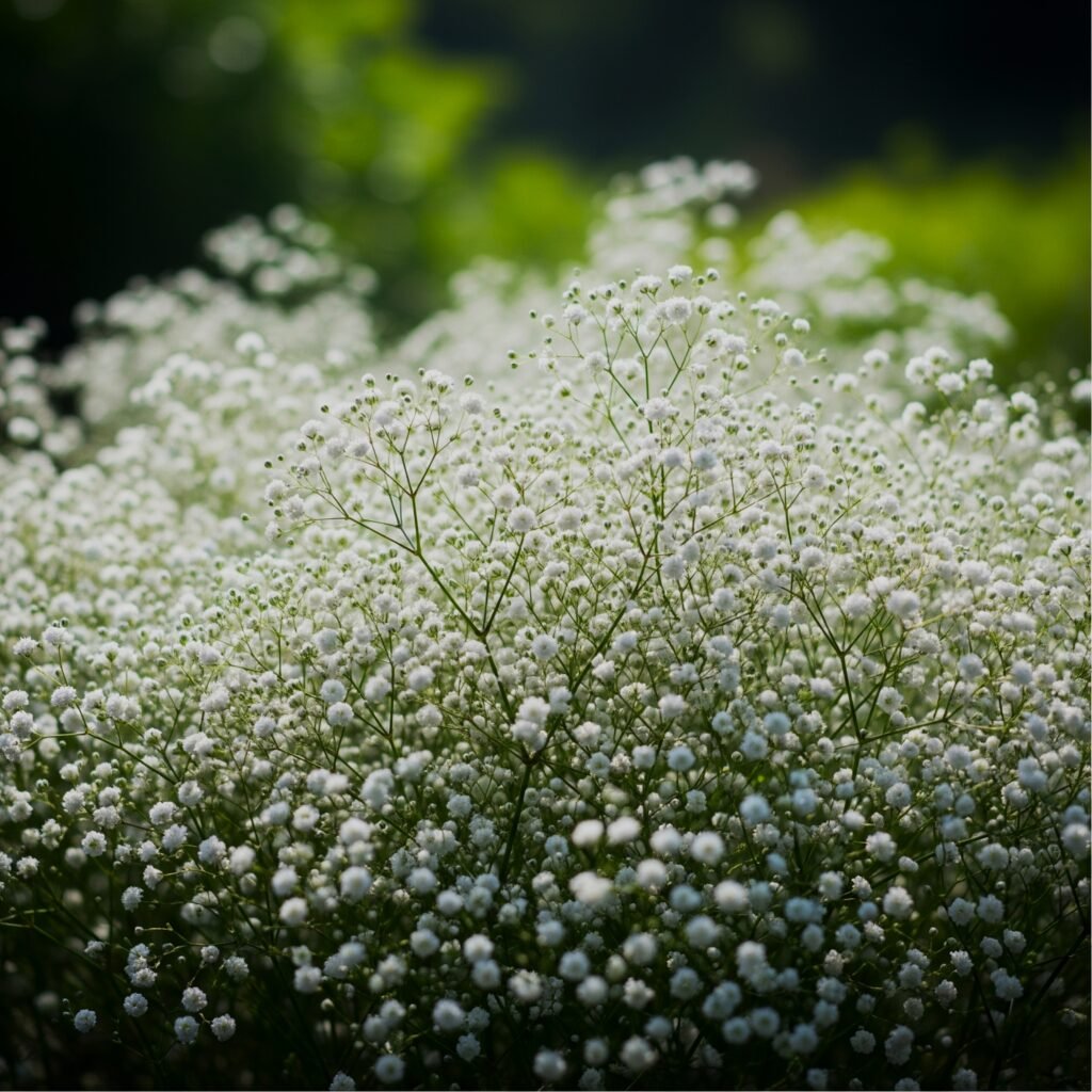 white flowers