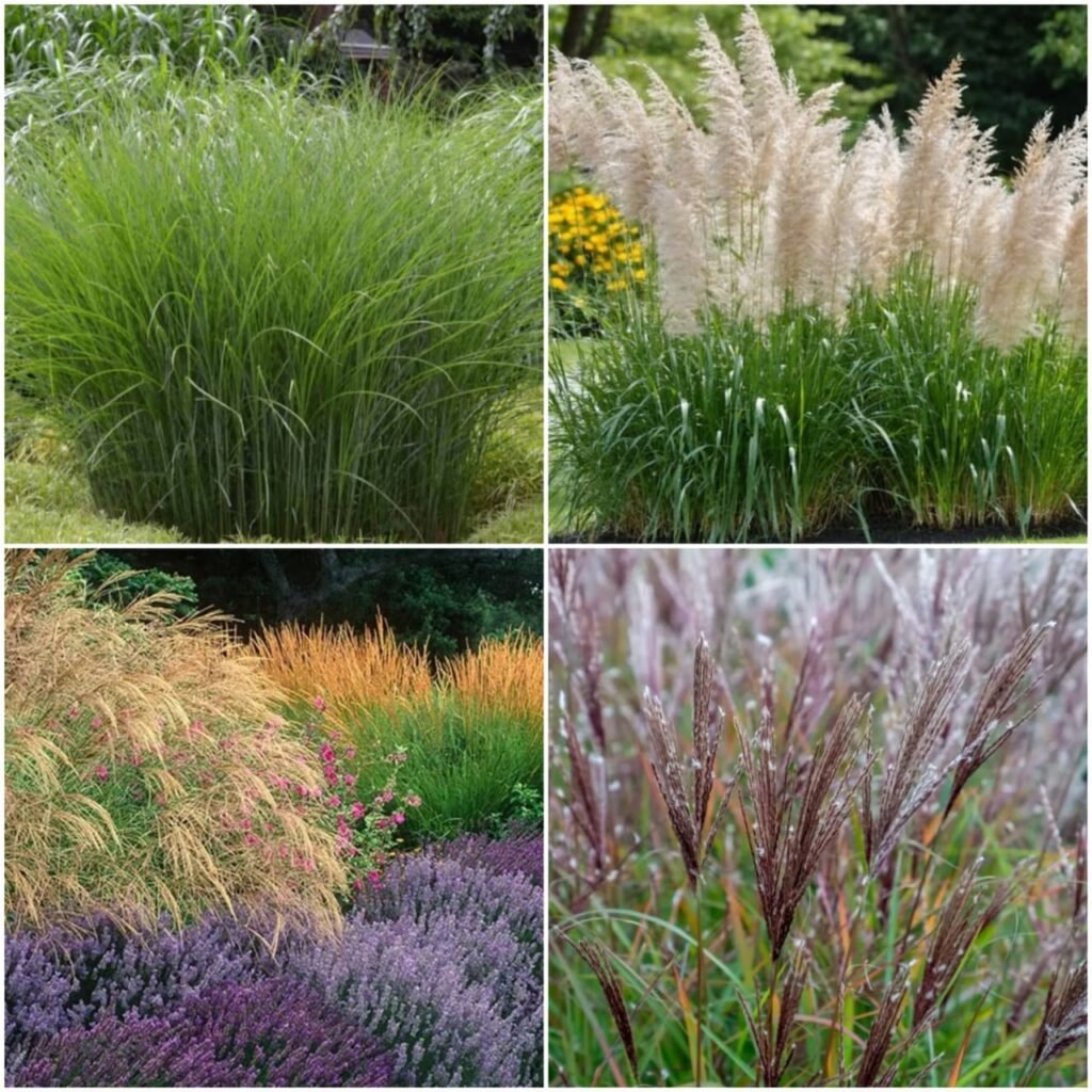 Ornamental Grasses Plants