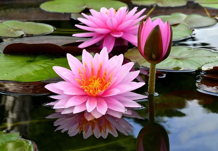 Water lilies on pond - Space Ideas World Horoscope Flower