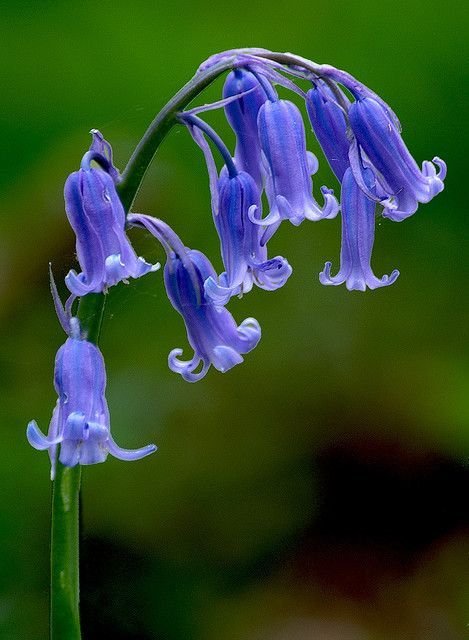 Bluebells - Space Ideas World Horoscope Flower