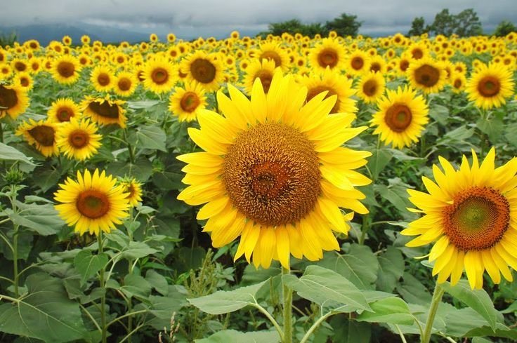 Sunflower blooming - Space Ideas World Horoscope Flower