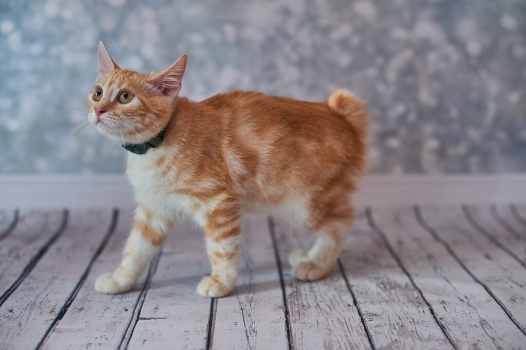 American Bobtail - Space Ideas World huge cat breeds