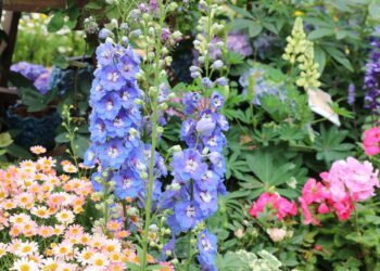Delphiniums Planting