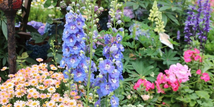 Delphiniums - Space Ideas World Delphiniums Planting