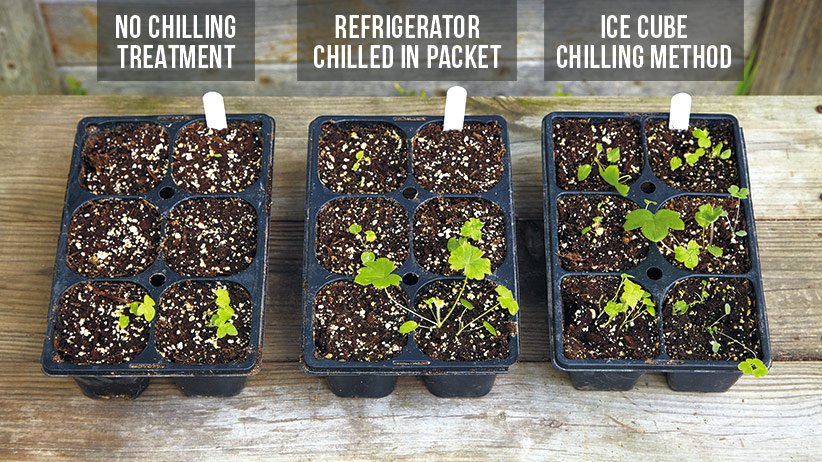 cold stratification process - Space Ideas World Delphiniums Planting